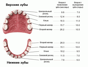 схема расположения, появления и выпадения молочных зубов у ребенка