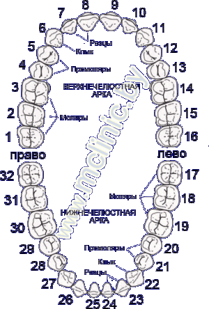 схема расположения зубов и их название (верхняя и нижняя челюсти) 