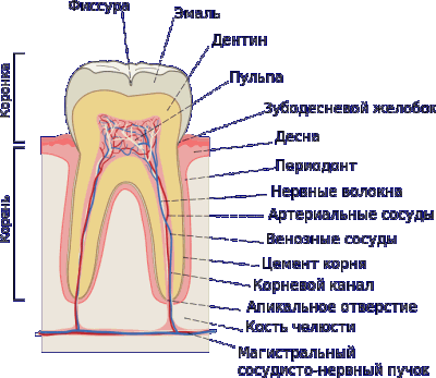 подробная структура зуба - из чего состоит зуб