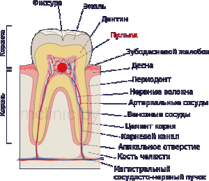 воспаление пульпы в структуре зуба